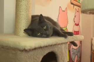 Котокафе в Одесі