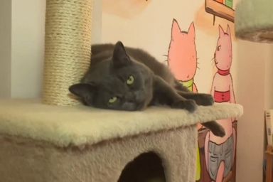 Котокафе в Одессе