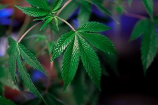 чи допомагає канабіс при депресії