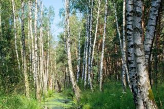 скільки можна пити березового соку