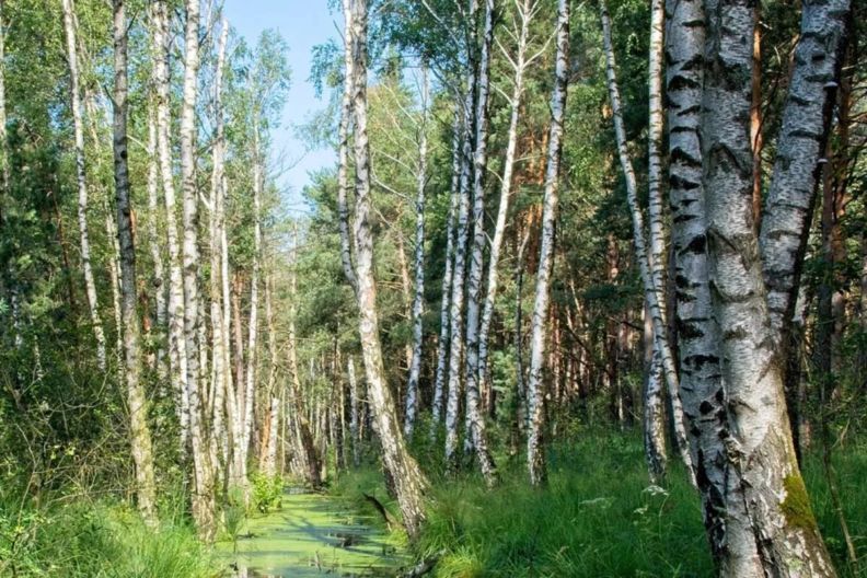 скільки можна пити березового соку