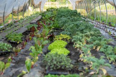 посівний календар на квітень 2026