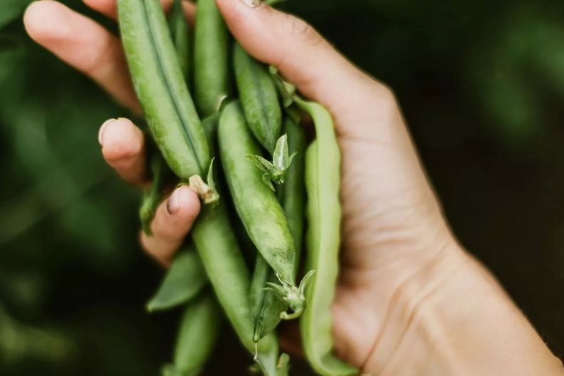 коли сіяти горох у відкритий грунт