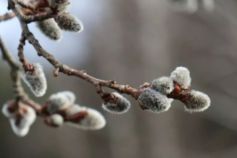 лазарева субота 2026