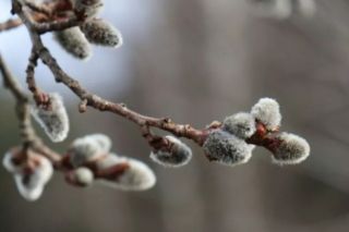 лазарева суббота 2026