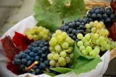 Чем подкормить виноград весной