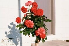 коли садити троянди весною