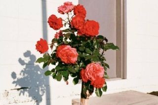 коли садити троянди весною