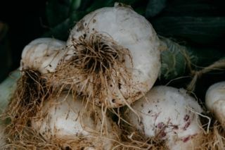 підживлення часнику навесні