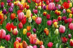 чим підживити тюльпани навесні