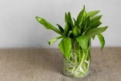 штраф за черемшу