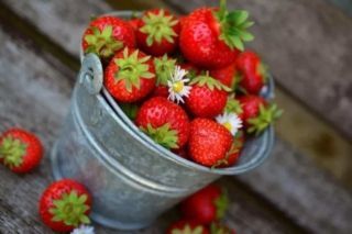 чим і як підживити полуницю