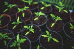 через скільки сходять помідори