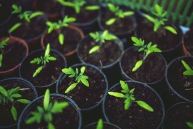 через скільки сходять помідори