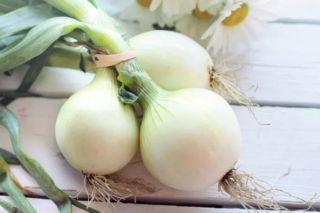 чим підживити цибулю навесні