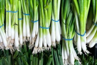 коли садити цибулю-кущівку навесні