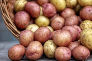 благоприятные дни для посадки картошки в апреле 2026