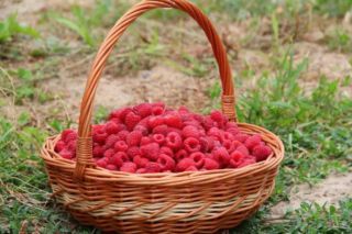 Чим підживити малину навесні