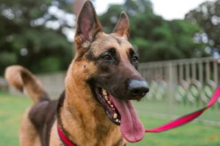 день кинолога в украине