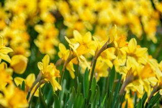 почему не цветут нарциссы