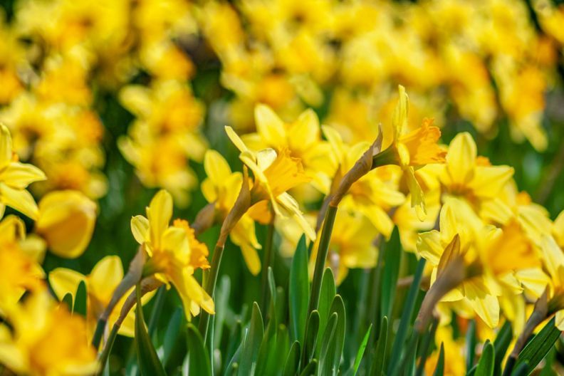 почему не цветут нарциссы