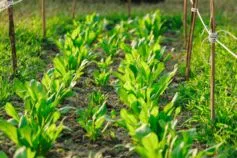 посевной календарь на май2026