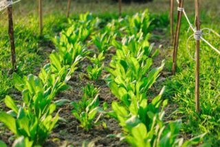 посевной календарь на май2026