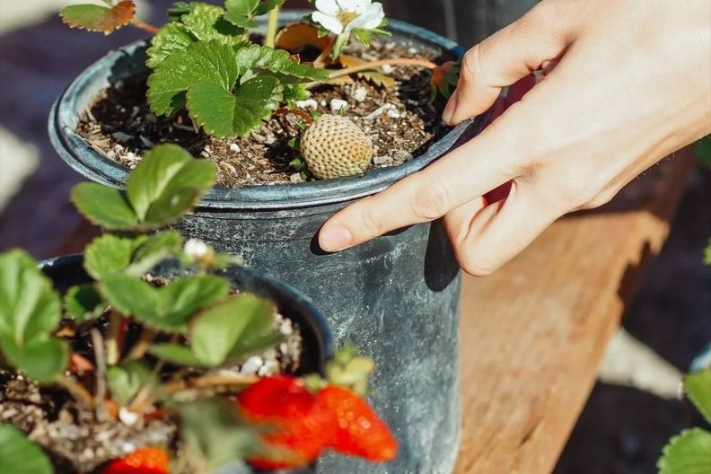 когда сажать клубнику весной