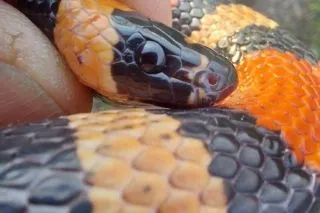 Змія у пральній машині