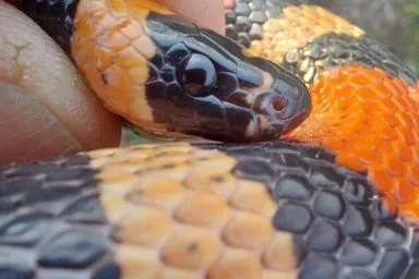 Змія у пральній машині