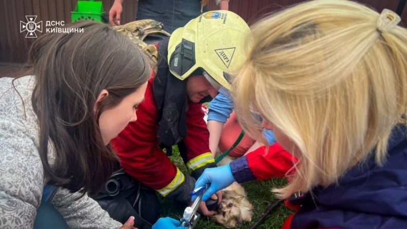 Удар по ветклініці в Чабанах: скільки тварин загинуло