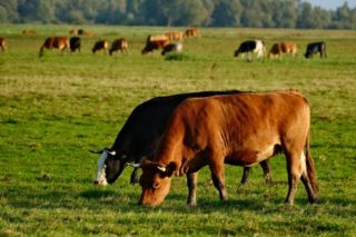 дотації на корів