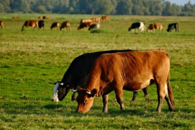 дотации на коров