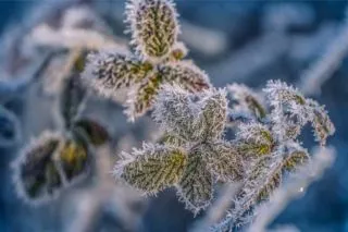 чи будуть заморозки в травні 2026