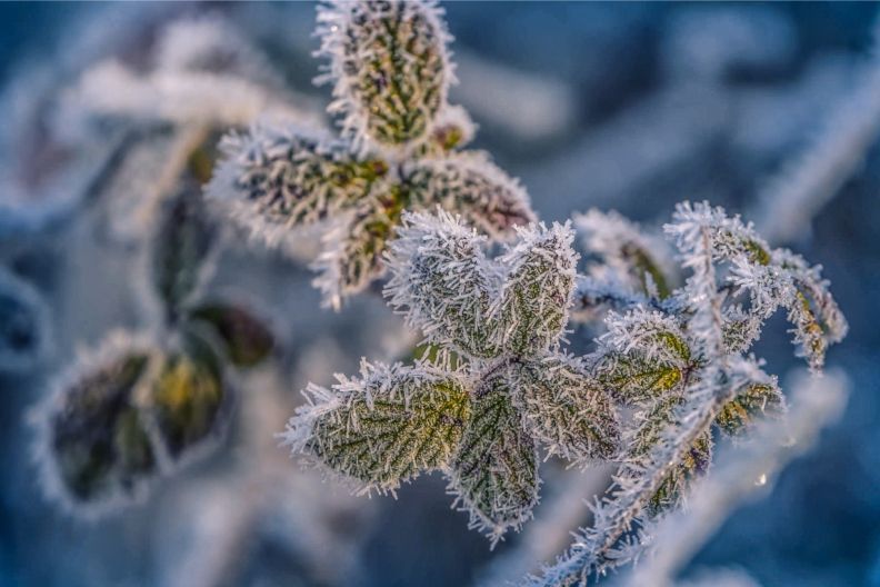 будут ли заморозки в мае 2026