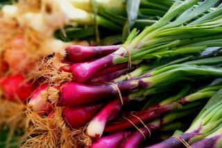 коли садити цибулю у квітні 2026