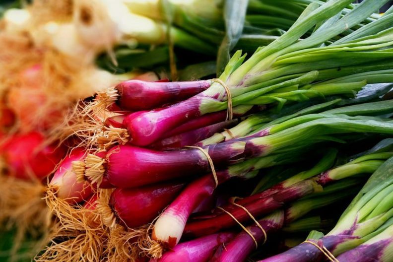 коли садити цибулю у квітні 2026