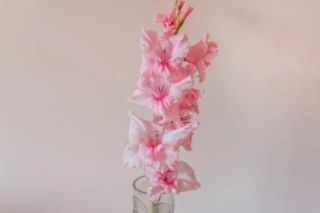 коли саджати гладіолуси