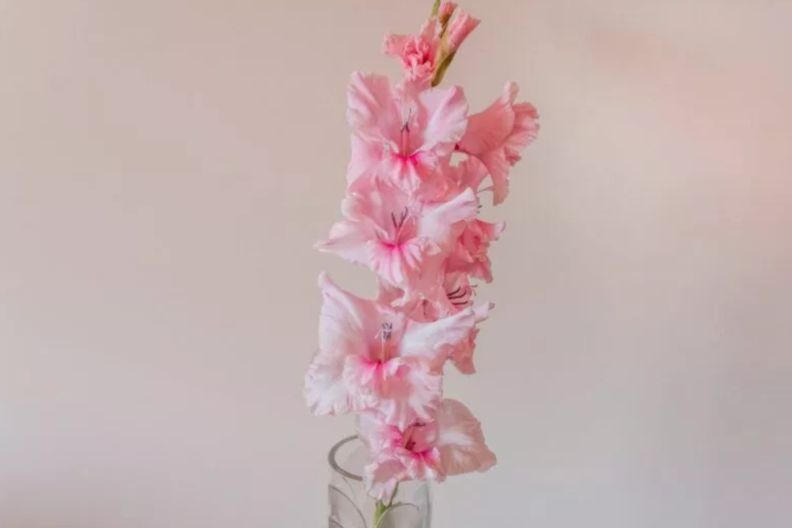 коли саджати гладіолуси