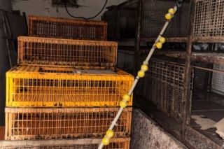 В Харьковской области зять убил тещу во время ссоры за имущество