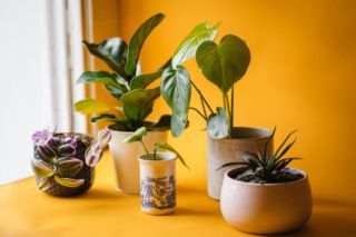 когда пересаживать растения в апреле 2026