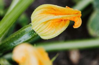 когда садить кабачки в открытый грунт 2026