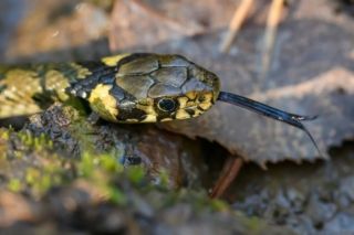 Укус змії на Львівщині