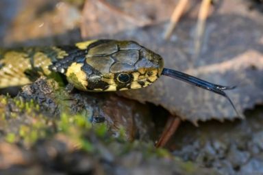 Укус змеи во Львовской области