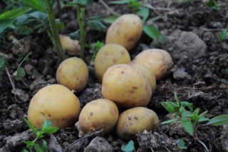 коли садити картоплю 2026