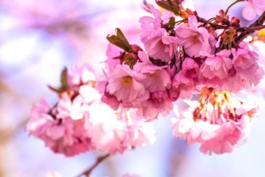 коли і де цвіте сакура львів