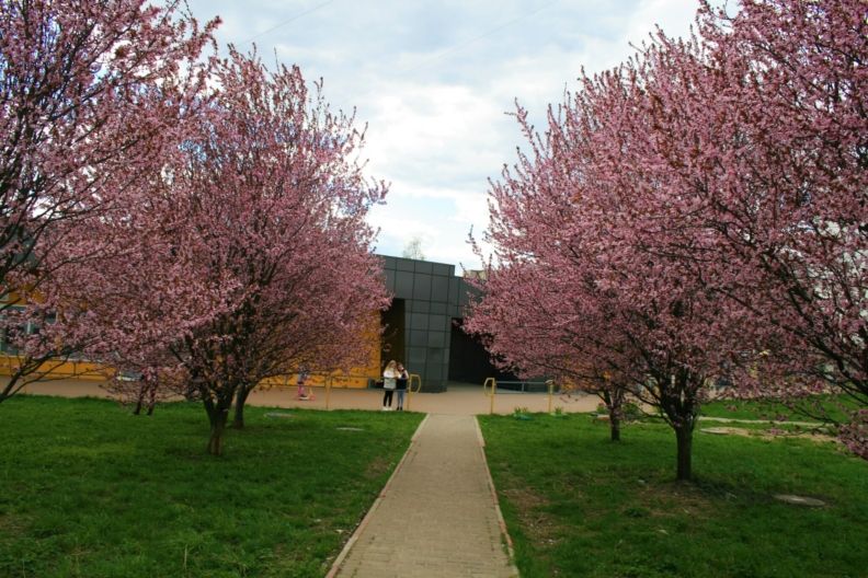 Де побачити цвітіння сакур у Житомирі