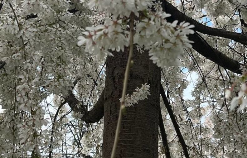 Плакуча сакура в Житомирі: де побачити
