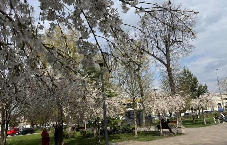 Де побачити цвітіння сакур у Житомирі