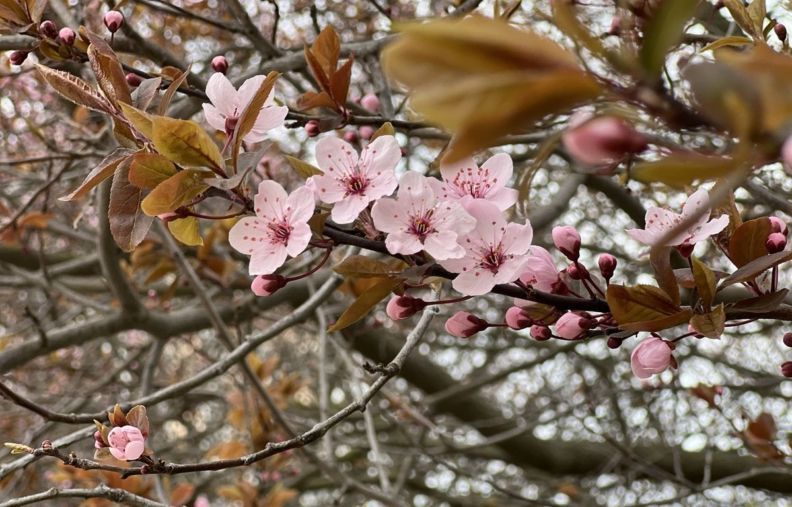 Де побачити цвітіння сакур у Житомирі